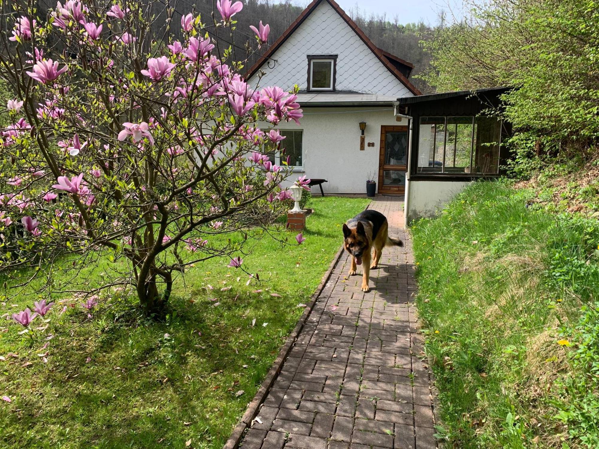 Ferienhaus Andrea Am Bodetal Treseburg Kültér fotó